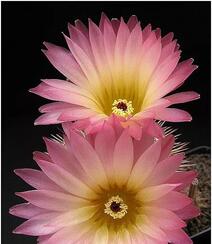 不同类型，不同颜色的鲜艳美丽仙人掌花朵图片组图2