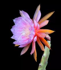 不同类型，不同颜色的鲜艳美丽仙人掌花朵图片组图5