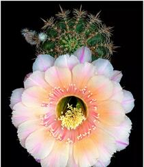 不同类型，不同颜色的鲜艳美丽仙人掌花朵图片组图8