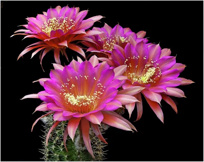 不同类型，不同颜色的鲜艳美丽仙人掌花朵图片图片