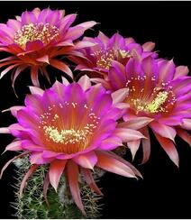 不同类型，不同颜色的鲜艳美丽仙人掌花朵图片组图9