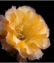 不同类型，不同颜色的鲜艳美丽仙人掌花朵图片组图10