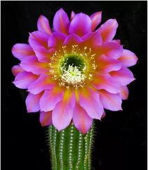 不同类型，不同颜色的鲜艳美丽仙人掌花朵图片组图11