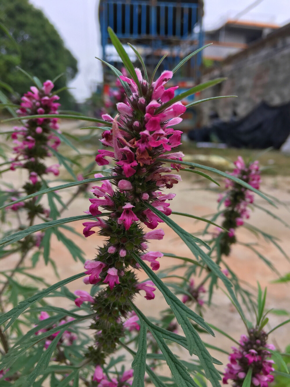 长势正好，已经开花的草本植物益母草图片图片