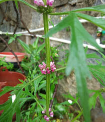 长势正好，已经开花的草本植物益母草图片