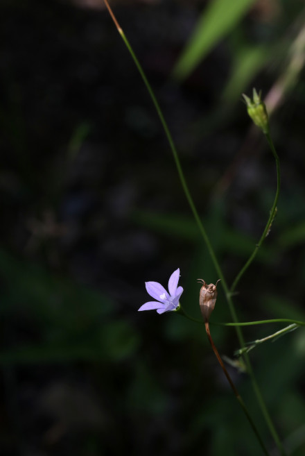 野地里已开花的多年生草本植物蓝花参图片图片