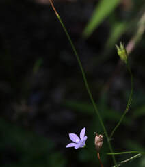 野地里已开花的多年生草本植物蓝花参图片组图3