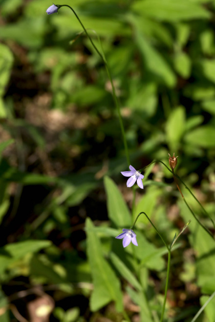 野地里已开花的多年生草本植物蓝花参图片图片
