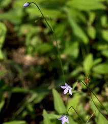 野地里已开花的多年生草本植物蓝花参图片组图2
