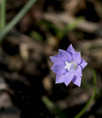 野地里已开花的多年生草本植物蓝花参图片组图4
