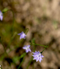 野地里已开花的多年生草本植物蓝花参图片组图5