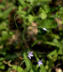 野地里已开花的多年生草本植物蓝花参图片组图13