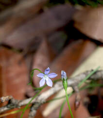 野地里已开花的多年生草本植物蓝花参图片组图10