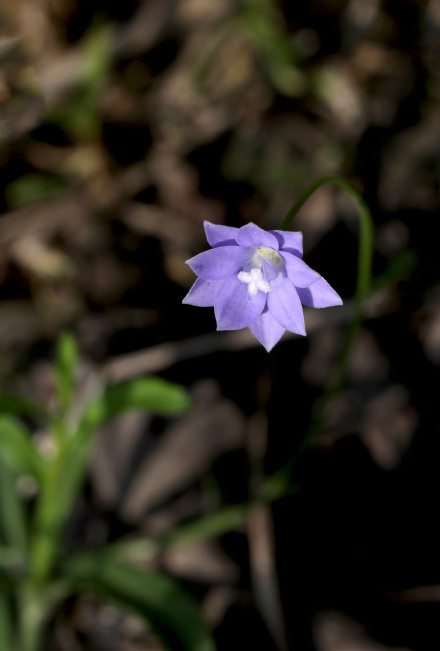 野地里已开花的多年生草本植物蓝花参图片图片
