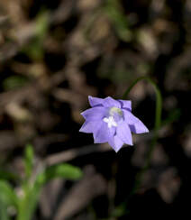 野地里已开花的多年生草本植物蓝花参图片组图9