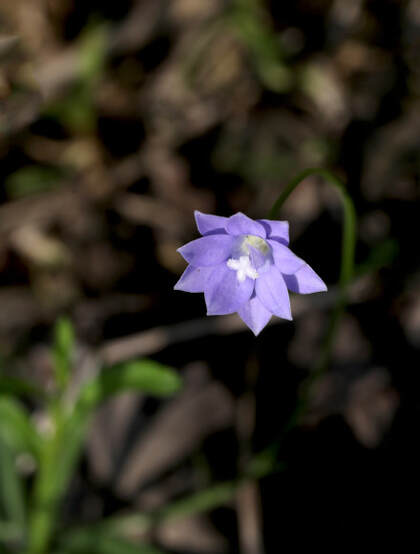 野地里已开花的多年生草本植物蓝花参图片