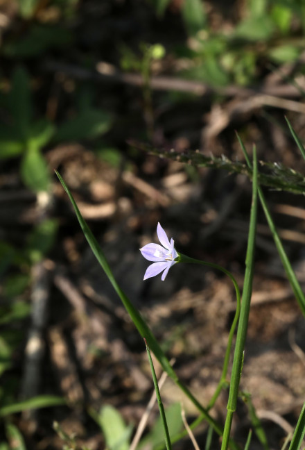 野地里已开花的多年生草本植物蓝花参图片图片