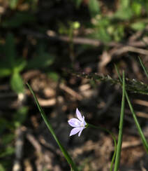 野地里已开花的多年生草本植物蓝花参图片组图12