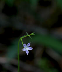 野地里已开花的多年生草本植物蓝花参图片组图18