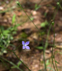 野地里已开花的多年生草本植物蓝花参图片组图15