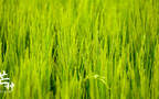 芒种，耕种忙碌的节气，稻田或麦田里唯美景色芒种文字壁纸图片组图5