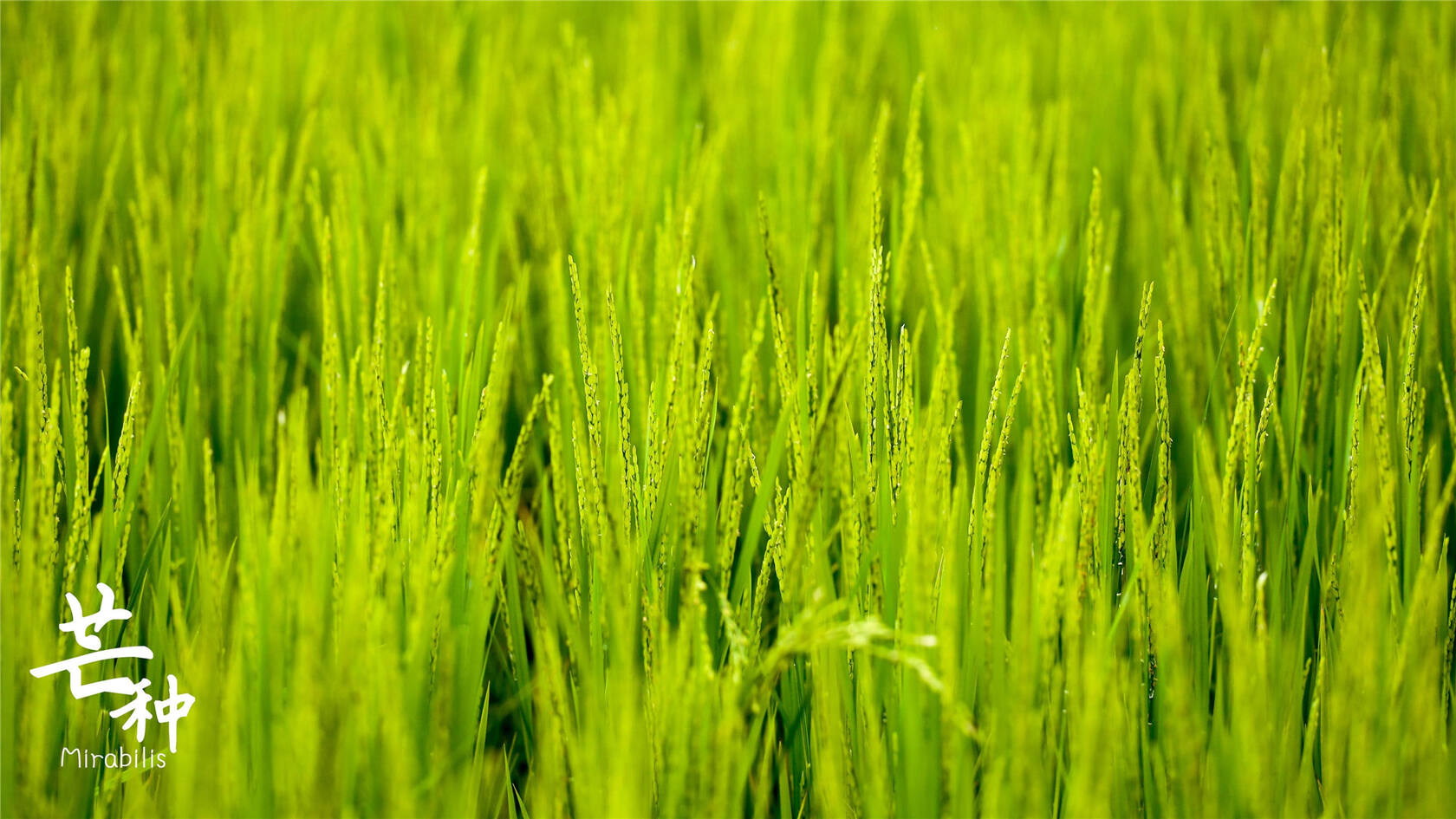 芒种，耕种忙碌的节气，稻田或麦田里唯美景色芒种文字壁纸图片套图5