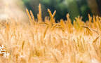 芒种，耕种忙碌的节气，稻田或麦田里唯美景色芒种文字壁纸图片组图6