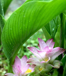 在雨中花开正好的姜科植物郁金（姜黄）图片组图1