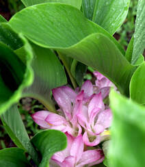 在雨中花开正好的姜科植物郁金（姜黄）图片组图5