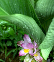 在雨中花开正好的姜科植物郁金（姜黄）图片组图9
