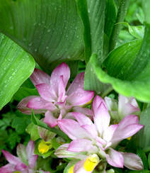 在雨中花开正好的姜科植物郁金（姜黄）图片组图7