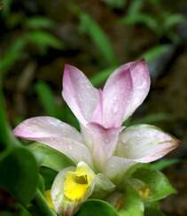 在雨中花开正好的姜科植物郁金（姜黄）图片组图10