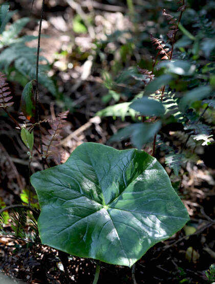 8年才能成熟山间草本植物-野生幼年期六角莲图片