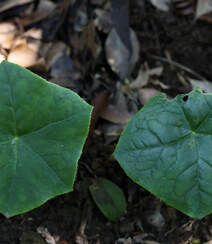 8年才能成熟山间草本植物-野生幼年期六角莲图片组图3