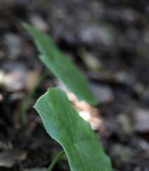 8年才能成熟山间草本植物-野生幼年期六角莲图片组图4