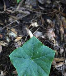 8年才能成熟山间草本植物-野生幼年期六角莲图片组图6