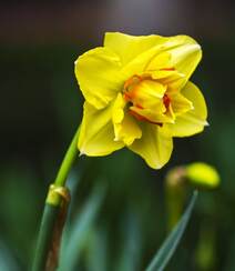 花开正好，娇艳美丽的黄色水仙花图片