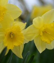 花开正好，娇艳美丽的黄色水仙花图片组图5