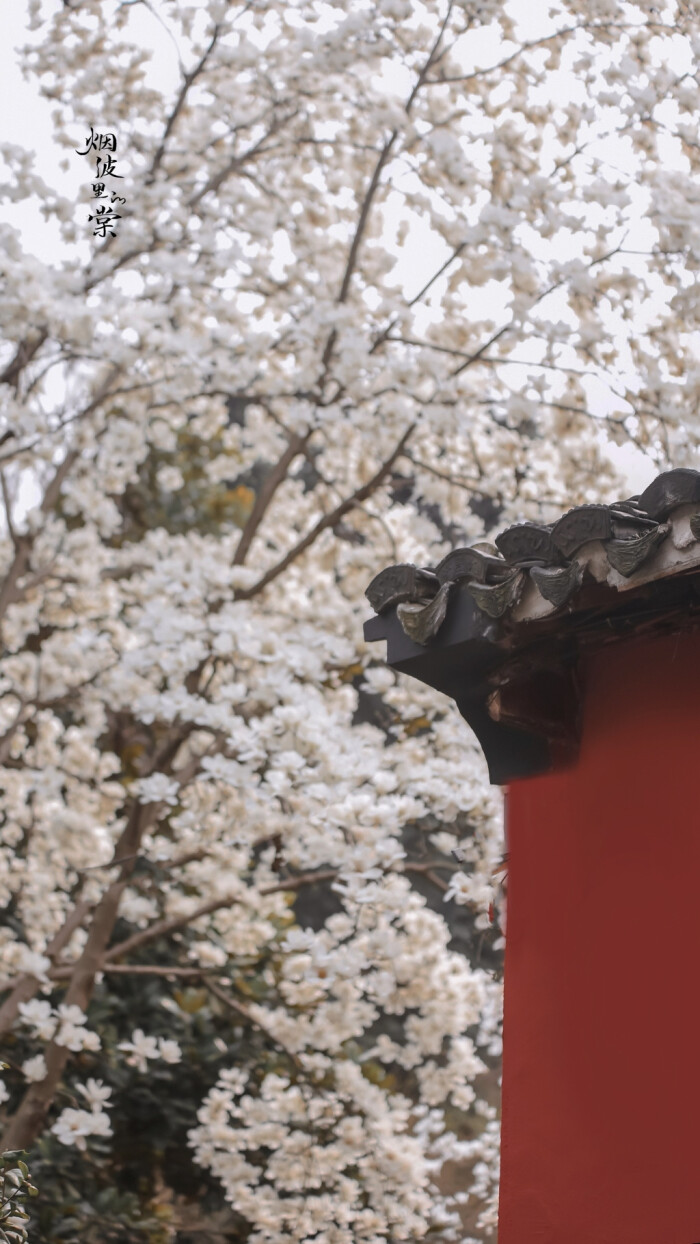 玉兰花图片，古清凉寺里的唯美玉兰花古香古色图片图片