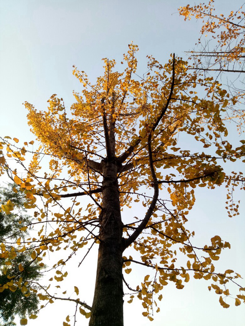 满树金黄的落叶乔木银杏树唯美图片图片