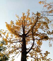 满树金黄的落叶乔木银杏树唯美图片组图9