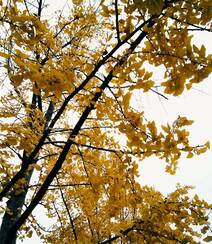 满树金黄的落叶乔木银杏树唯美图片组图10