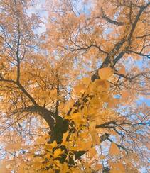 满树金黄的落叶乔木银杏树唯美图片组图11