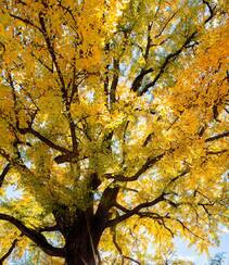 满树金黄的落叶乔木银杏树唯美图片组图1