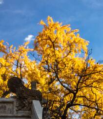 满树金黄的落叶乔木银杏树唯美图片组图3