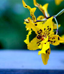 热带兰（洋兰）各种不同花型图片组图2