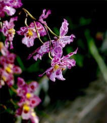 热带兰（洋兰）各种不同花型图片组图3