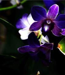 热带兰（洋兰）各种不同花型图片组图1