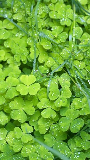 下雨后的三叶草唯美摄影图片图片