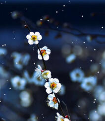 梅花图片，雪中盛开的唯美梅花摄影图片组图2
